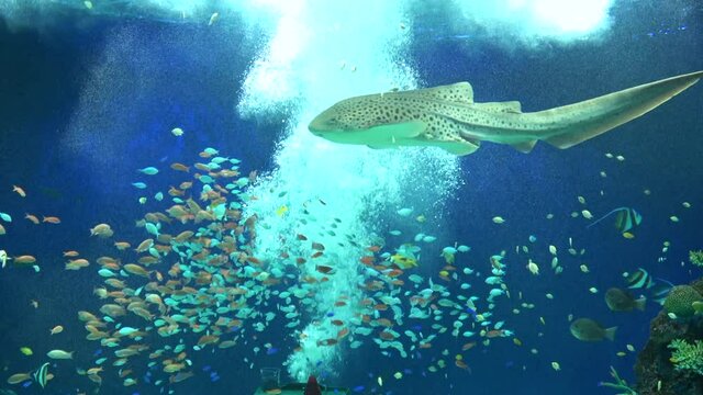 The Zebra shark and many tropical fish swimming in the aquarium in Japan. Stegostoma fasciatum.  Trafuzame. 4K