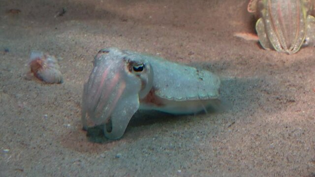 海底で休むコウイカ  4K クローズアップ  Golden cuttlefish