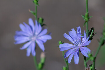 wild flower plant with blue coloration