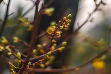Hoa Mai tree (Ochna Integerrima) flower, traditional lunar new year (Tet holiday) in Vietnam