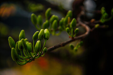 Hoa Mai tree (Ochna Integerrima) flower, traditional lunar new year (Tet holiday) in Vietnam