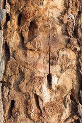The wood is damaged by a broken and long termite bite, showing the texture and uniqueness of the appearance, abstract tree bark background