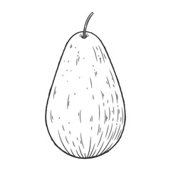Avocado engraved vintage illustration isolated on white background. Organic food hand drawn sketch . Black outline. 