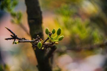 Hoa Mai tree (Ochna Integerrima) flower, traditional lunar new year (Tet holiday) in Vietnam