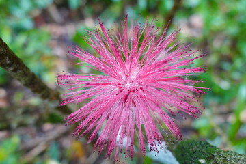 photo painting adorable blooming exotic tropical flowers on the background of nature