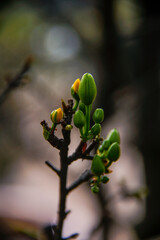 Hoa Mai tree (Ochna Integerrima) flower, traditional lunar new year (Tet holiday) in Vietnam