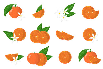 Set of illustrations with clementine exotic citrus fruits, flowers and leaves isolated on a white background.