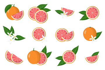 Set of illustrations with grapefruit exotic citrus fruits, flowers and leaves isolated on a white background.