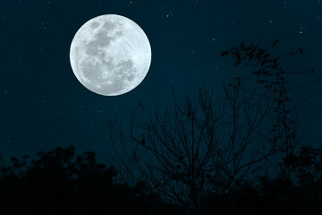 Naklejka na ściany i meble Full moon on sky with silhouette tree branch in the dark night.