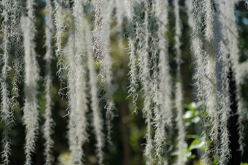Spanish moss is used to decorate gardens and to filter out the sunlight during the day.