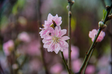 Obraz premium peach blossom or cherry blossom in flower market in Vietnam. In the traditional Tet holiday.