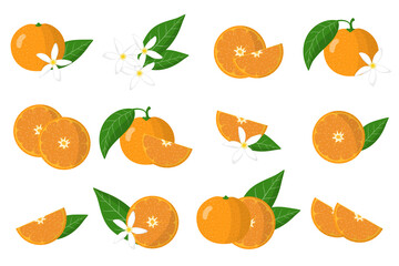 Set of illustrations with mandarin exotic citrus fruits, flowers and leaves isolated on a white background.