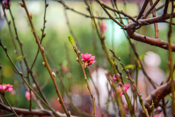peach blossom or cherry blossom in flower market in Vietnam. In the traditional Tet holiday.