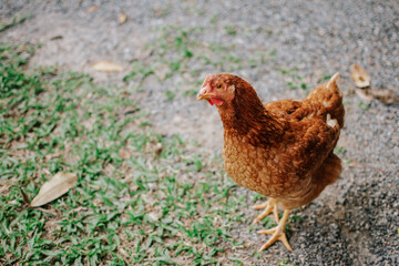 Portrait of chicken. Close up of beautiful brown hen in the garden.