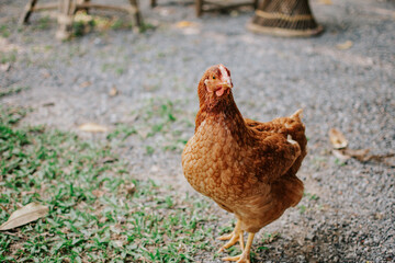Portrait of young brown hen. Close up of beautiful brown chicken in the garden.