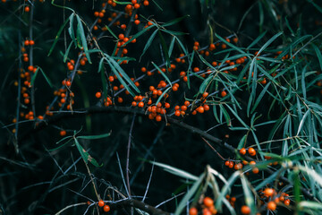 Sea buckthorn - branch and berries on the tree. Tidewater color nature background