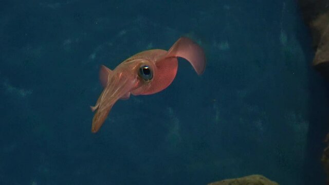 Bigfin reef squid swimming in the water tank. Oval squid. Sepioteuthis lessoniana. Close up. 4K