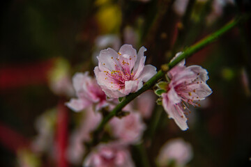peach blossom or cherry blossom in flower market in Vietnam. In the traditional Tet holiday.