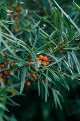 Naklejka na ściany i meble Sea buckthorn - branch and berries on the tree. Tidewater color nature background