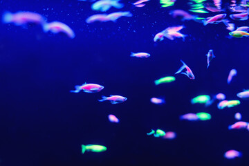 Obraz premium Neon glow fish color freshwater aquarium. Underwater world fish Aquarium in the neon light. Blurry background. Selective Focus
