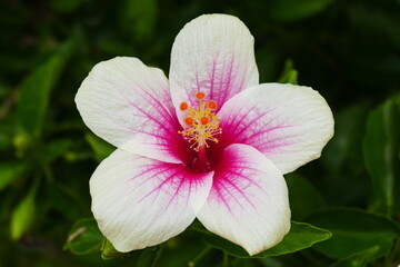 photo painting adorable blooming exotic tropical flowers on the background of nature