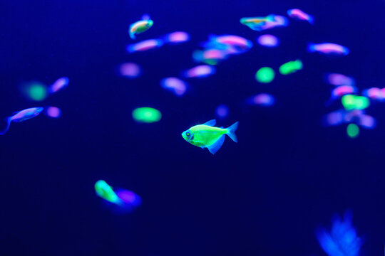 Neon glow fish color freshwater aquarium. Underwater world fish Aquarium in the neon light. Blurry background. Selective Focus