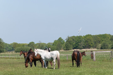 Fototapeta premium Mares with foals in the pasture. A white horse in the middle