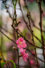 peach blossom or cherry blossom in flower market in Vietnam. In the traditional Tet holiday.