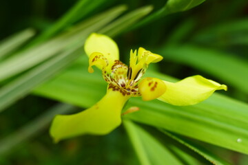 photo painting adorable blooming exotic tropical flowers on the background of nature
