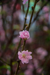 peach blossom or cherry blossom in flower market in Vietnam. In the traditional Tet holiday.
