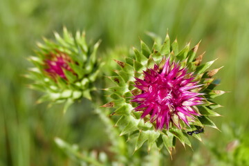 photo painting adorable blooming exotic tropical flowers on the background of nature