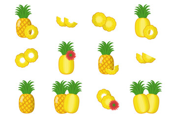 Set of illustrations with exotic fruits, flowers and leaves isolated on a white background.