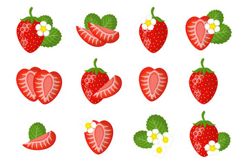 Set of illustrations with exotic fruits, flowers and leaves isolated on a white background.