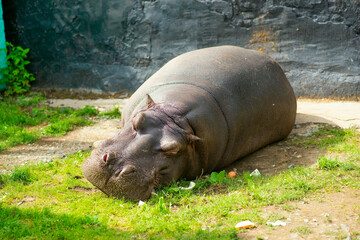 Животные зоопарка