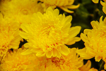 Yellow daisy flower blooming in a street market during Tet, the Lunar New Year in Vietnam