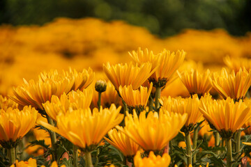 Yellow daisy flower blooming in a street market during Tet, the Lunar New Year in Vietnam