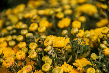 Yellow daisy flower blooming in a street market during Tet, the Lunar New Year in Vietnam