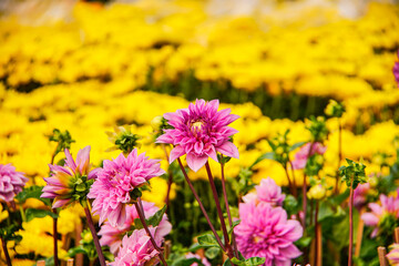 Obraz premium Yellow daisy flower blooming in a street market during Tet, the Lunar New Year in Vietnam