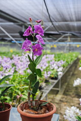Hainan, China - 08.01.2012 : Orchids are grown year-round under greenhouse conditions
