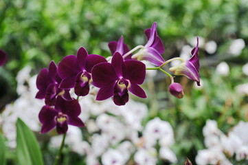 Hainan, China - 08.01.2012 : Orchids are grown year-round under greenhouse conditions