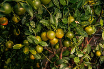 Vibrant green citrus fruits on a kumquat tree in flower market in Tet holiday, Vietnam