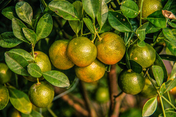 Vibrant green citrus fruits on a kumquat tree in flower market in Tet holiday, Vietnam