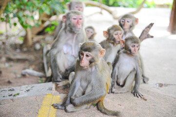 Hainan, China - 07.27.2012 : Monkeys in a nature reserve on the island.