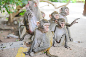 Hainan, China - 07.27.2012 : Monkeys in a nature reserve on the island.