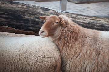 Portrait of a sheep in the yard on a farm looking aside. Sheep stand in the herd.