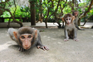 Hainan, China - 07.27.2012 : Monkeys in a nature reserve on the island.