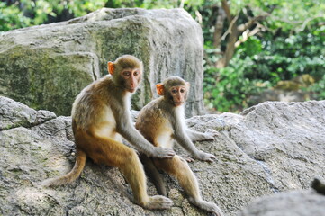 Hainan, China - 07.27.2012 : Monkeys in a nature reserve on the island.