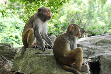 Hainan, China - 07.27.2012 : Monkeys in a nature reserve on the island.