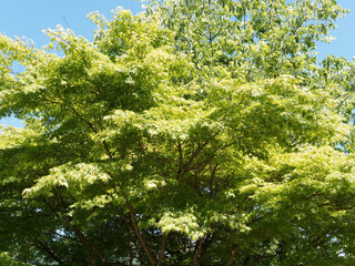Fächer-Ahorn oder Japanischer Ahorn (Acer palmatum), schöner Zierpflanze mit grazilen Form und intensiven Herbstfärbung begründet