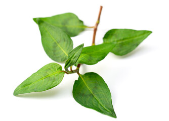 fresh laksa herb isolated on white background